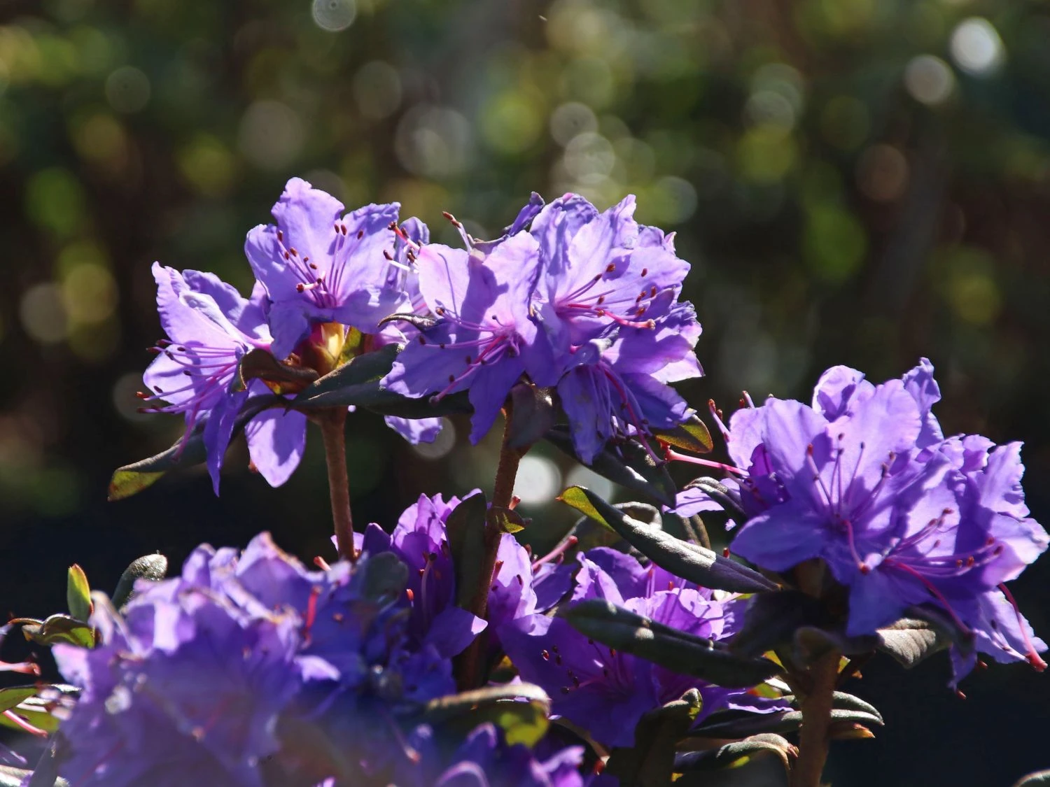 Rhododendron 'Gletschernacht' 4 Rhododendron 'Gletschernacht' – Bild 4