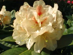 Rhododendron 'Goldbukett'