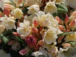 Rhododendron 'Golden Melodie'