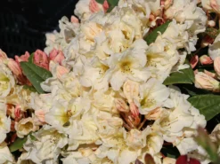 Rhododendron 'Golden Melodie' -Deutschland Garten Funk Verkaufs-Shop rhododendron golden melodie m003970 w 0