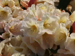 Rhododendron 'Golden Melodie' -Deutschland Garten Funk Verkaufs-Shop rhododendron golden melodie m003970 w 2