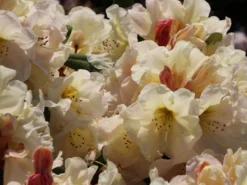 Rhododendron 'Golden Melodie' -Deutschland Garten Funk Verkaufs-Shop rhododendron golden melodie m003970 w 3