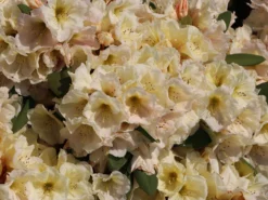 Rhododendron 'Golden Melodie' -Deutschland Garten Funk Verkaufs-Shop rhododendron golden melodie m003970 w 4