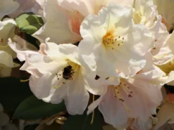 Rhododendron 'Golden Melodie' -Deutschland Garten Funk Verkaufs-Shop rhododendron golden melodie m003970 w 5