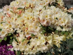 Rhododendron 'Golden Melodie' -Deutschland Garten Funk Verkaufs-Shop rhododendron golden melodie m003970 w 6