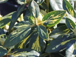 Rhododendron 'Goldflimmer' -Deutschland Garten Funk Verkaufs-Shop rhododendron goldflimmer m006876 w 2