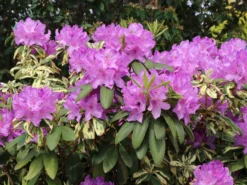 Rhododendron 'Goldflimmer' -Deutschland Garten Funk Verkaufs-Shop rhododendron goldflimmer m006876 w 3