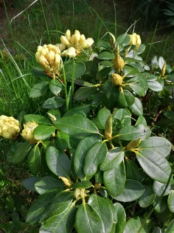 Rhododendron 'Goldkrone' -Deutschland Garten Funk Verkaufs-Shop rhododendron goldkrone m003704 500570 0