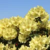 Rhododendron 'Goldkrone'
