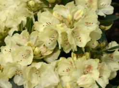 Rhododendron 'Goldkrone' -Deutschland Garten Funk Verkaufs-Shop rhododendron goldkrone m003704 w 0