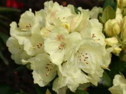Rhododendron 'Goldkrone' -Deutschland Garten Funk Verkaufs-Shop rhododendron goldkrone m003704 w 1