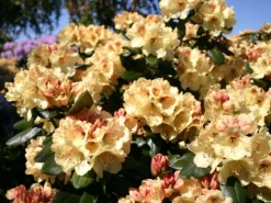 Rhododendron 'Goldprinz'