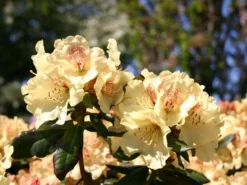 Rhododendron 'Goldprinz' 9 Rhododendron 'Goldprinz' -Deutschland Garten Funk Verkaufs-Shop rhododendron goldprinz goldschatz s m003972 w 0