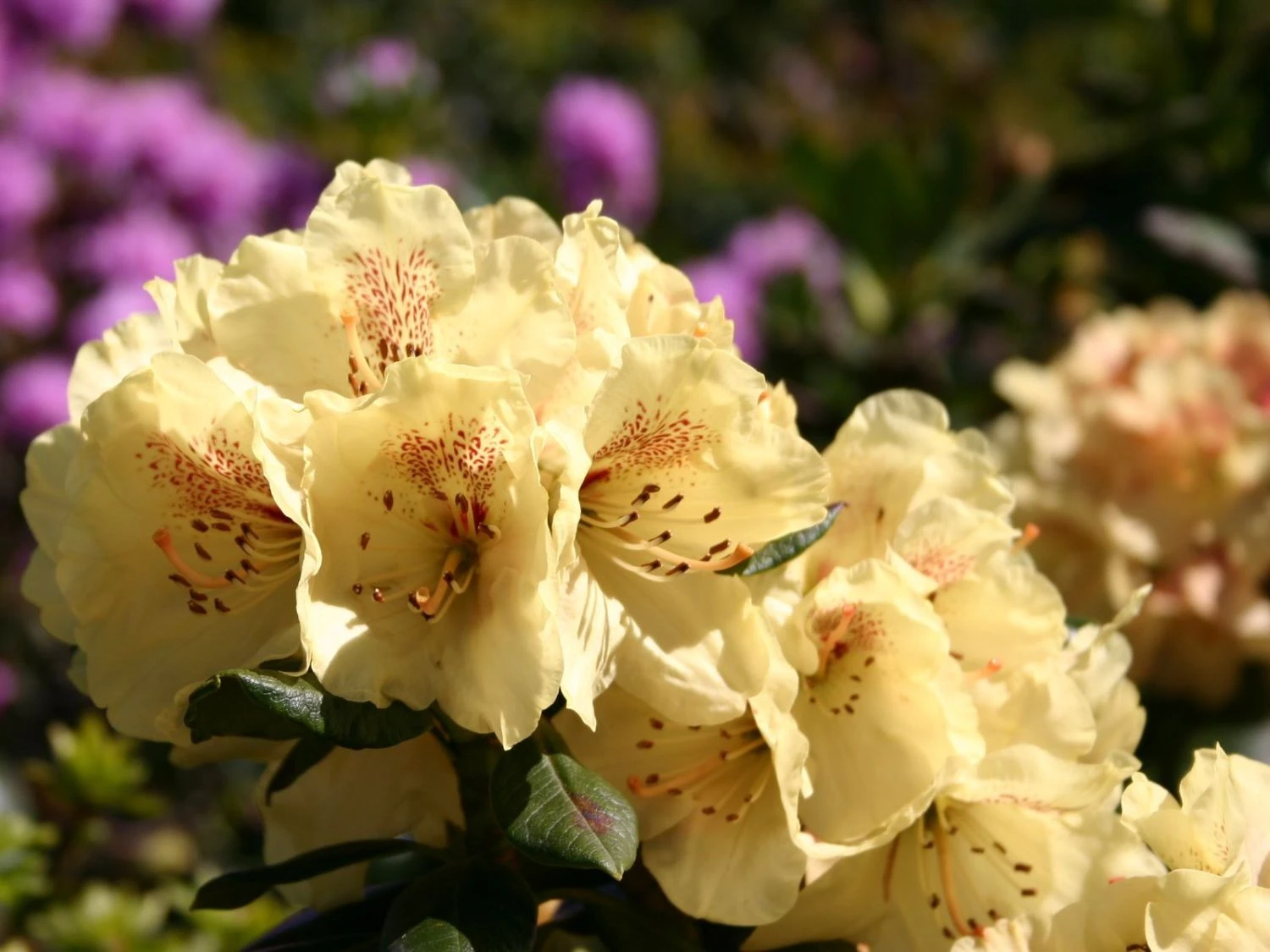 Rhododendron 'Goldprinz' 5 Rhododendron 'Goldprinz' – Bild 5