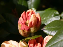 Rhododendron 'Goldprinz' 12 Rhododendron 'Goldprinz' -Deutschland Garten Funk Verkaufs-Shop rhododendron goldprinz goldschatz s m003972 w 2