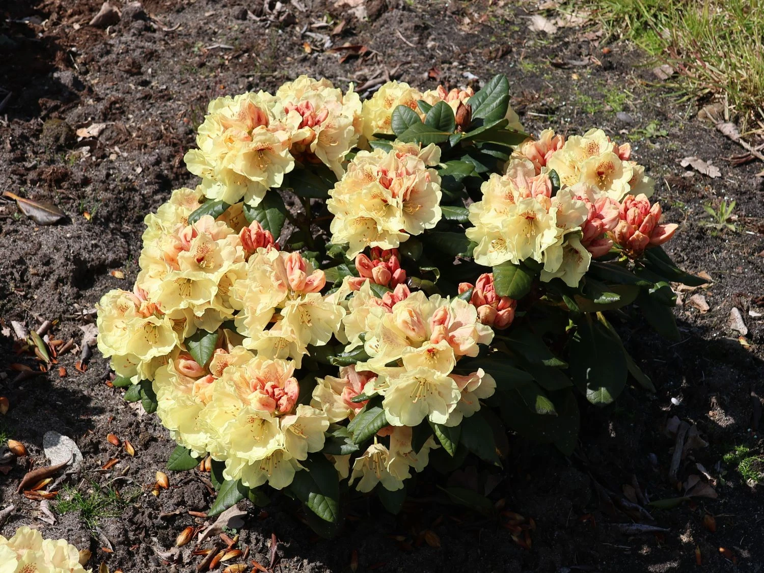 Rhododendron 'Goldprinz' 2 Rhododendron 'Goldprinz' – Bild 2