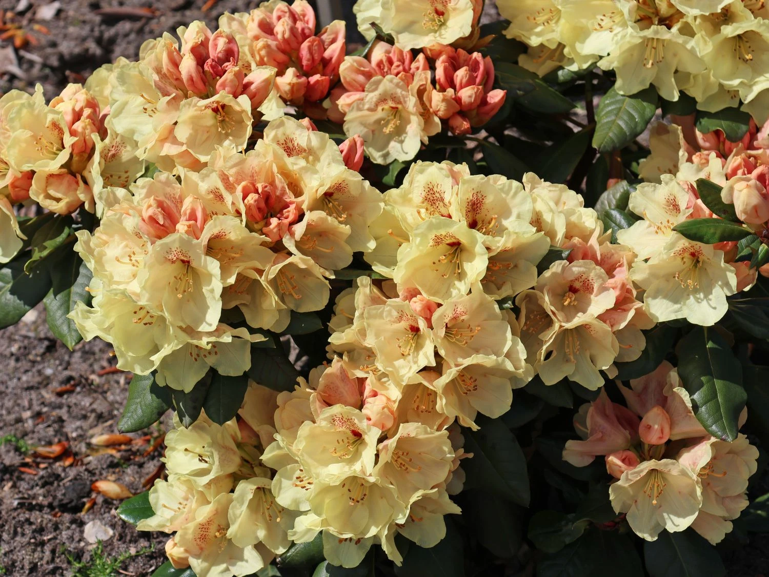 Rhododendron 'Goldprinz' 7 Rhododendron 'Goldprinz' – Bild 7