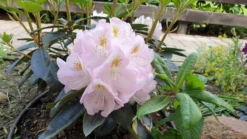 Rhododendron 'Gomer Waterer' -Deutschland Garten Funk Verkaufs-Shop rhododendron gomer waterer m002332 196578 0