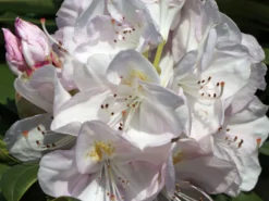 Rhododendron 'Gomer Waterer' -Deutschland Garten Funk Verkaufs-Shop rhododendron gomer waterer m002332 w 0