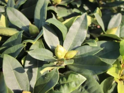 Rhododendron 'Gomer Waterer' -Deutschland Garten Funk Verkaufs-Shop rhododendron gomer waterer m002332 w 2