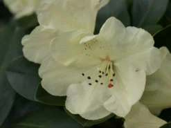 Rhododendron 'Graf Lennart' -Deutschland Garten Funk Verkaufs-Shop rhododendron graf lennart m006882 w 0