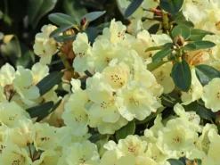Rhododendron 'Graf Lennart' -Deutschland Garten Funk Verkaufs-Shop rhododendron graf lennart m006882 w 1
