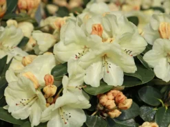 Rhododendron 'Graf Lennart' -Deutschland Garten Funk Verkaufs-Shop rhododendron graf lennart m006882 w 3