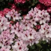 Rhododendron 'Graffito' ®