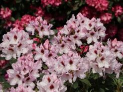 Rhododendron 'Graffito' ®