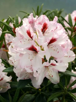Rhododendron 'Graffito' ® -Deutschland Garten Funk Verkaufs-Shop rhododendron graffito m003708 w 0