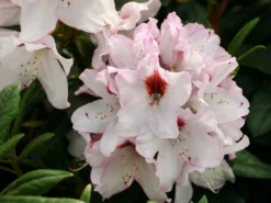 Rhododendron 'Graffito' ® -Deutschland Garten Funk Verkaufs-Shop rhododendron graffito m003708 w 1