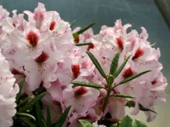 Rhododendron 'Graffito' ® -Deutschland Garten Funk Verkaufs-Shop rhododendron graffito m003708 w 2