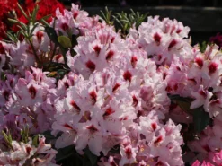 Rhododendron 'Graffito' ® -Deutschland Garten Funk Verkaufs-Shop rhododendron graffito m003708 w 3