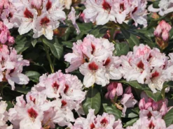 Rhododendron 'Graffito' ® -Deutschland Garten Funk Verkaufs-Shop rhododendron graffito m003708 w 4