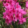 Rhododendron Grazeasy ® 'Dark Pink'