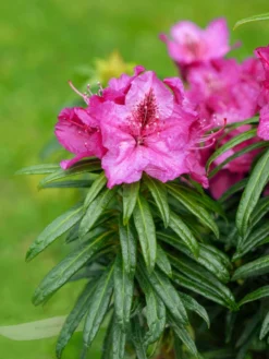 Rhododendron Grazeasy ® 'Dark Pink' 13 Rhododendron Grazeasy ® 'Dark Pink' -Deutschland Garten Funk Verkaufs-Shop rhododendron grazeasy dark pink m123501 w 0