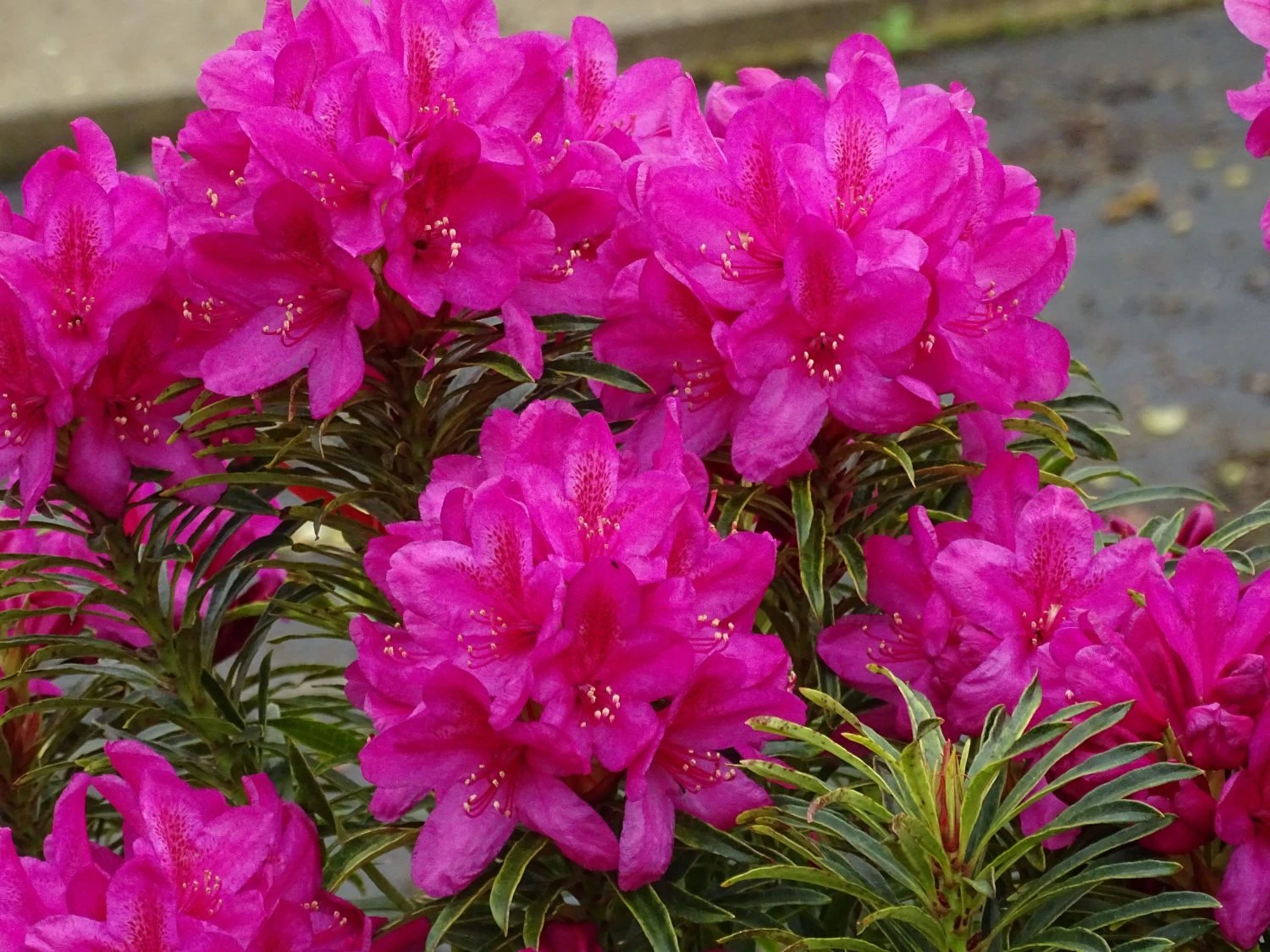 Rhododendron Grazeasy ® 'Dark Pink' 7 Rhododendron Grazeasy ® 'Dark Pink' – Bild 7