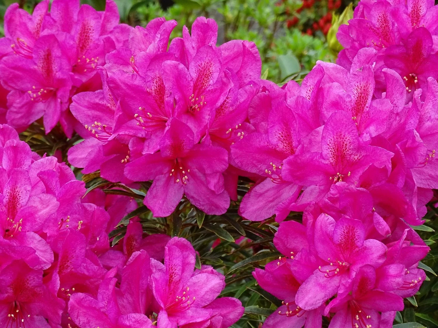 Rhododendron Grazeasy ® 'Dark Pink' 5 Rhododendron Grazeasy ® 'Dark Pink' – Bild 5
