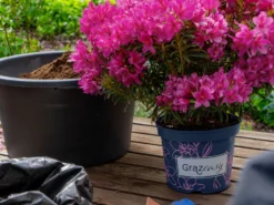 Rhododendron Grazeasy ® 'Dark Pink' 15 Rhododendron Grazeasy ® 'Dark Pink' -Deutschland Garten Funk Verkaufs-Shop rhododendron grazeasy dark pink m123501 w 4