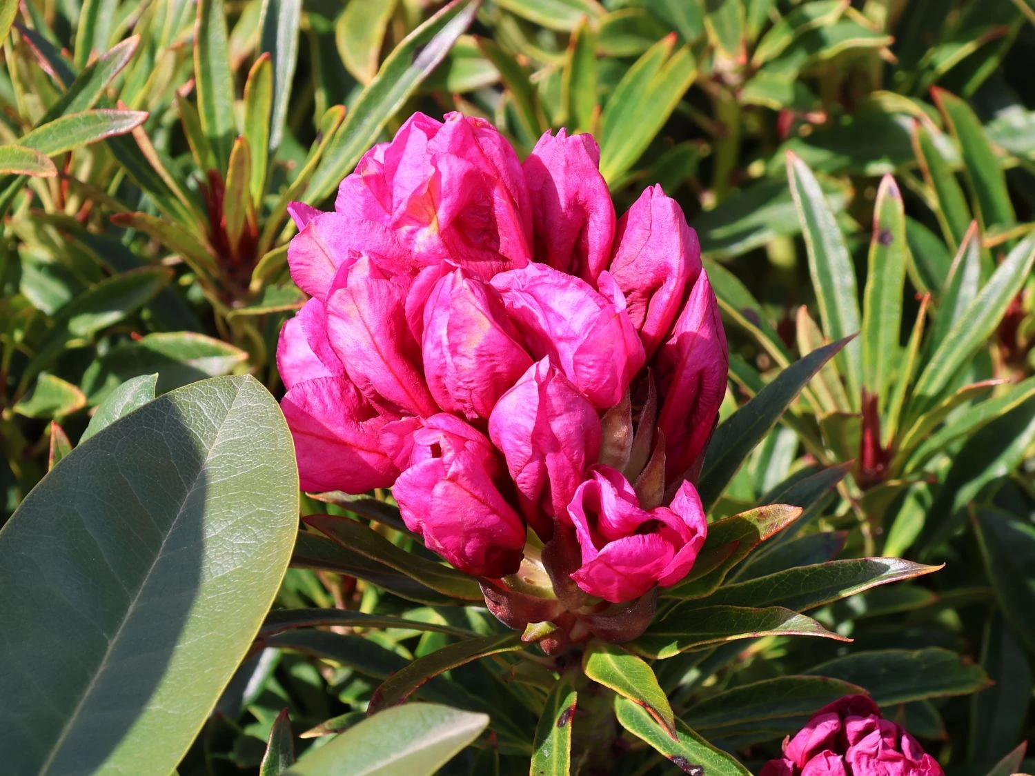 Rhododendron Grazeasy ® 'Dark Pink' 3 Rhododendron Grazeasy ® 'Dark Pink' – Bild 3