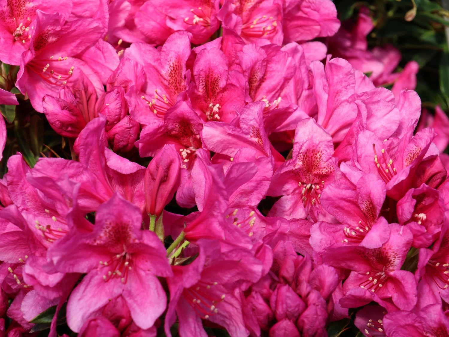 Rhododendron Grazeasy ® 'Dark Pink' 2 Rhododendron Grazeasy ® 'Dark Pink' – Bild 2