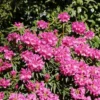 Rhododendron 'Graziella'