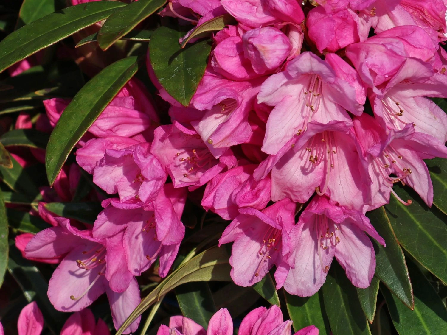 Rhododendron 'Graziella' 2 Rhododendron 'Graziella' – Bild 2