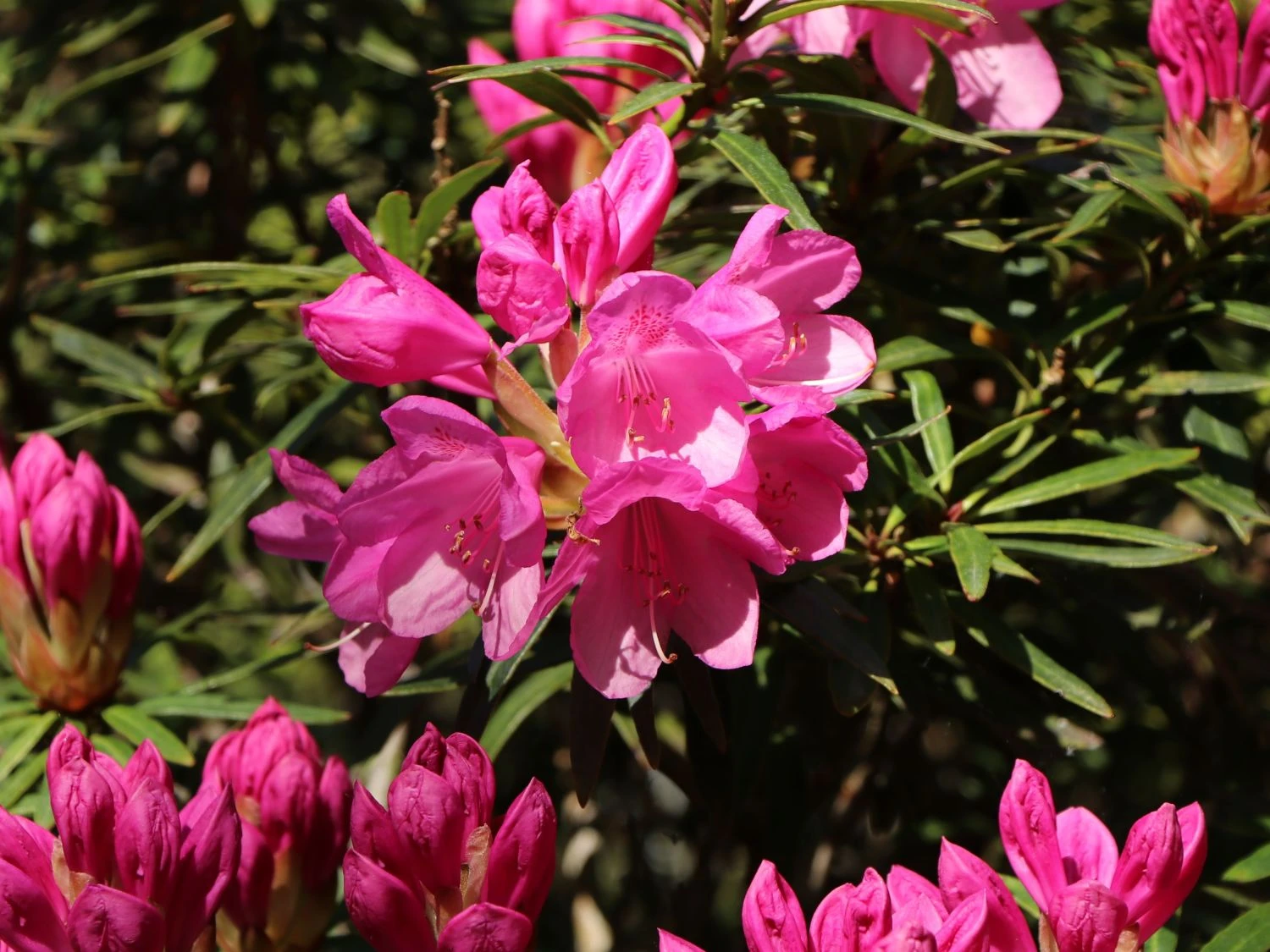 Rhododendron 'Graziella' 9 Rhododendron 'Graziella' – Bild 9