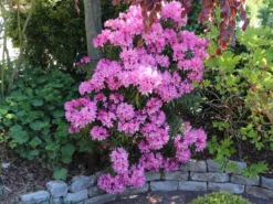 Rhododendron 'Graziella' 22 Rhododendron 'Graziella' -Deutschland Garten Funk Verkaufs-Shop rhododendron graziella m004210 w 10