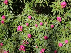 Rhododendron 'Graziella' 20 Rhododendron 'Graziella' -Deutschland Garten Funk Verkaufs-Shop rhododendron graziella m004210 w 2