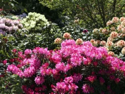 Rhododendron 'Graziella' 24 Rhododendron 'Graziella' -Deutschland Garten Funk Verkaufs-Shop rhododendron graziella m004210 w 4