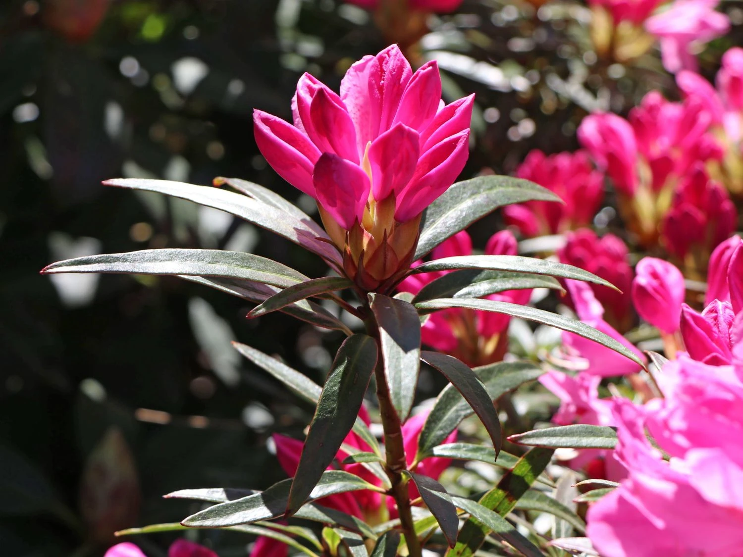 Rhododendron 'Graziella' 5 Rhododendron 'Graziella' – Bild 5