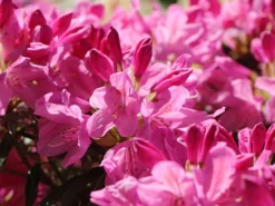 Rhododendron 'Graziella' 16 Rhododendron 'Graziella' -Deutschland Garten Funk Verkaufs-Shop rhododendron graziella m004210 w 6