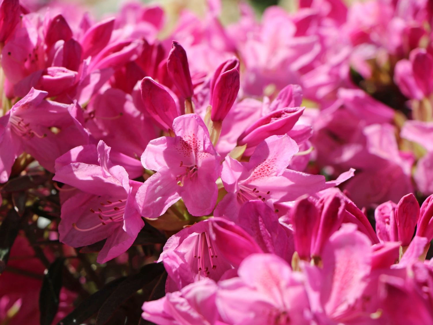 Rhododendron 'Graziella' 4 Rhododendron 'Graziella' – Bild 4